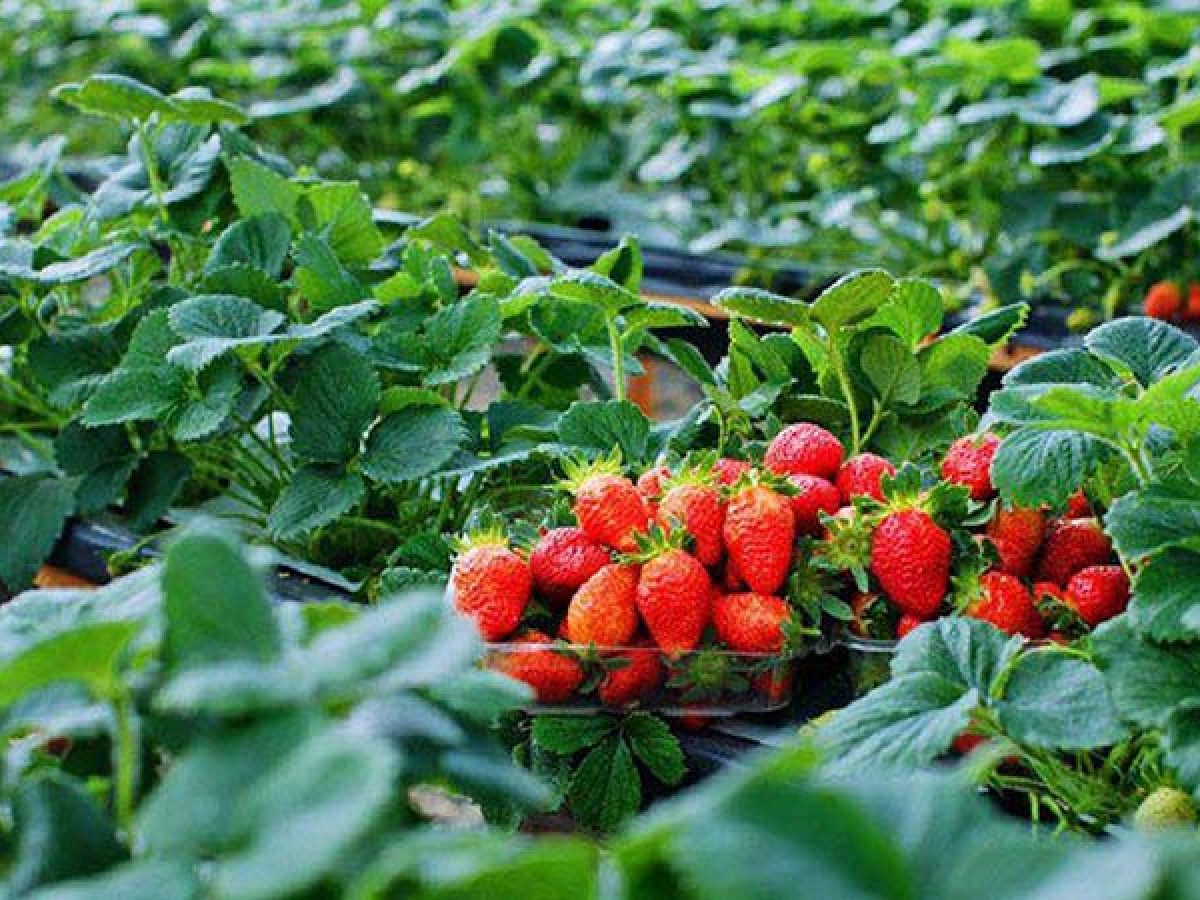 Tọa Độ 10 Vườn Dâu Tây Đà Lạt Vừa Ngon Vừa Đẹp Không Nên Bỏ Lỡ
