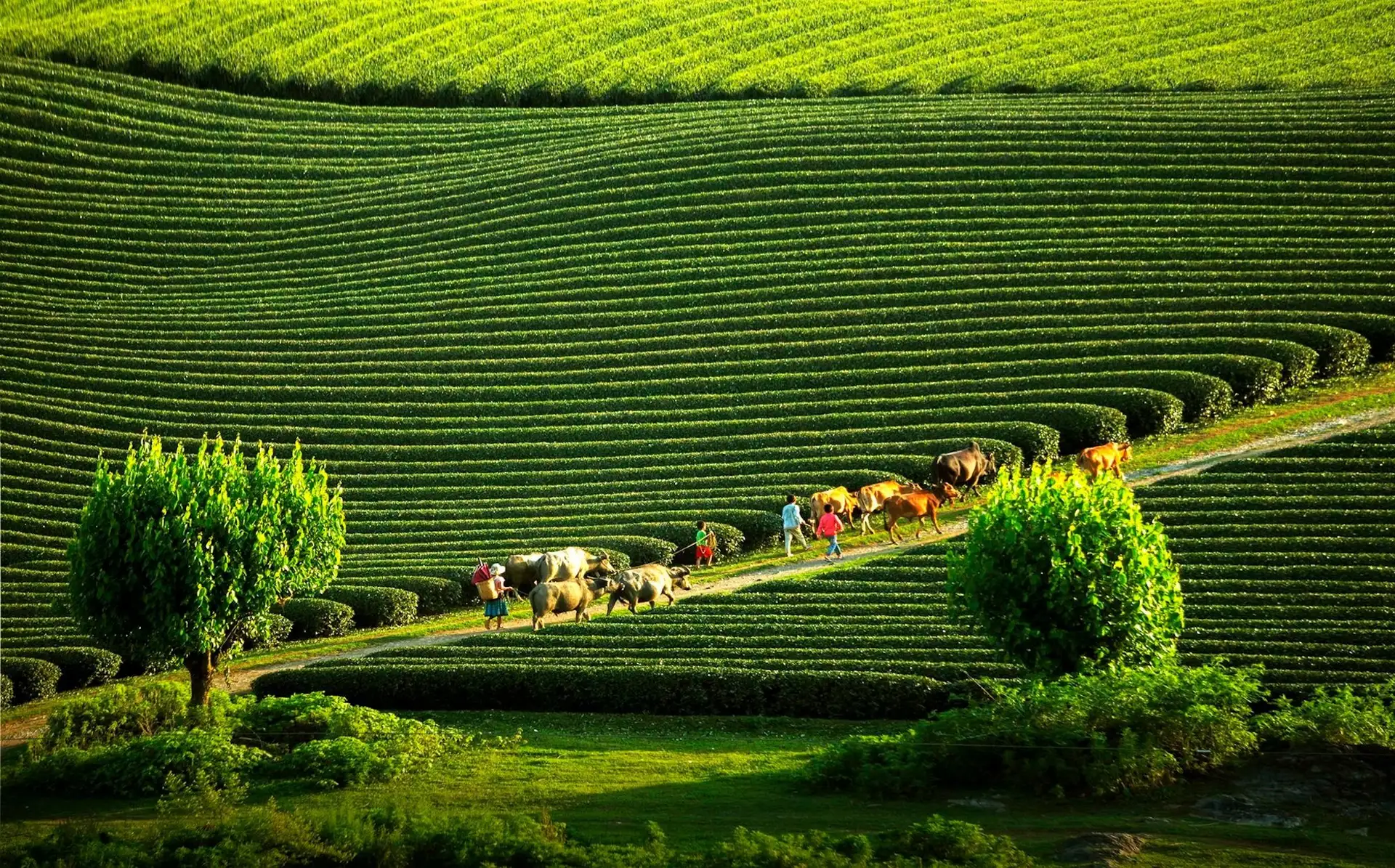 Du lịch Mộc Châu mùa nào đẹp?