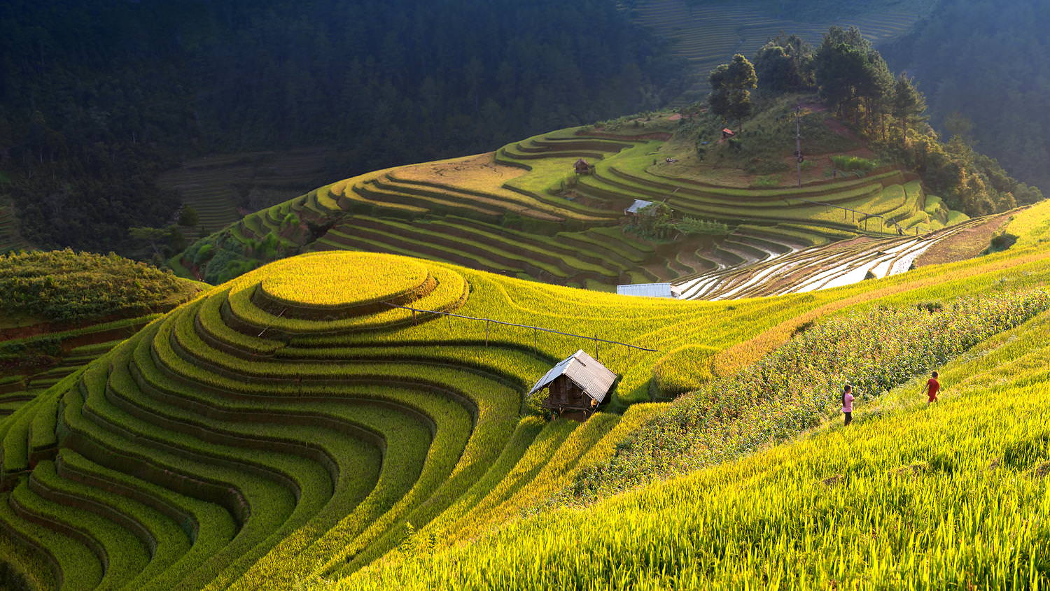 Mùa lúa vàng - Mù Cang Chải vẫy gọi