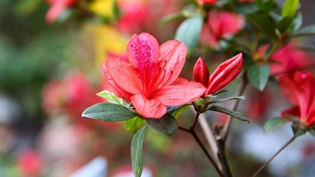 Khám phá mùa hoa Đỗ Quyên ở Lao Cai 
