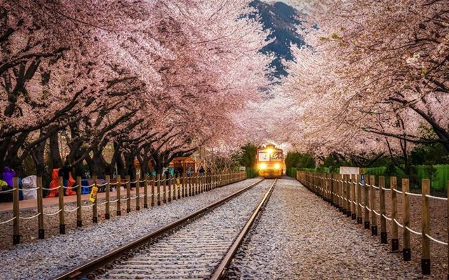 Khám phá Hàn Quốc mùa hoa anh đào : HÀ NỘI – BUSAN – SEOUL – ĐẢO NAMI – INCHEON- NGẮM HOA ANH ĐÀO 