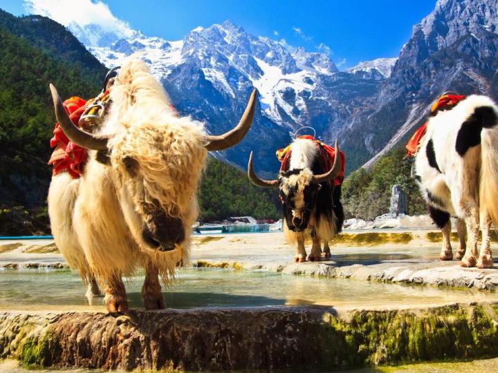 KHÁM PHÁ CÔN MINH - ĐẠI LÝ - LỆ GIANG - SHANGRILA