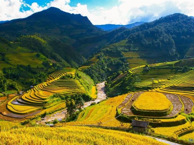 DU LỊCH MÙ CANG CHẢI MÙA LÚA CHÍN 2023