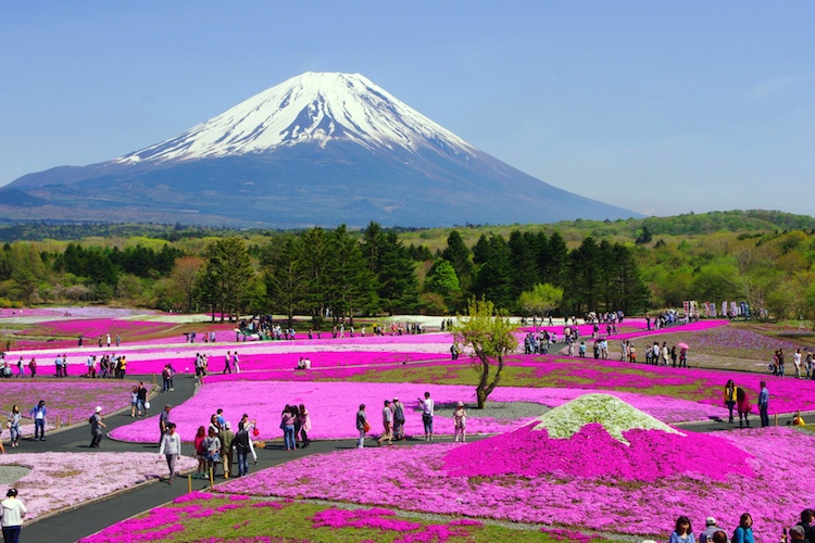 DL NB DỊP LỄ 30/4  NGẮM HOA TỬ ĐẲNG – THAM GIA LỄ HỘI HOA CHI ANH  HÀ NỘI – TOKYO– PHÚ SĨ – KYOTO – OSAKA – HÀ NỘI ( TA)
