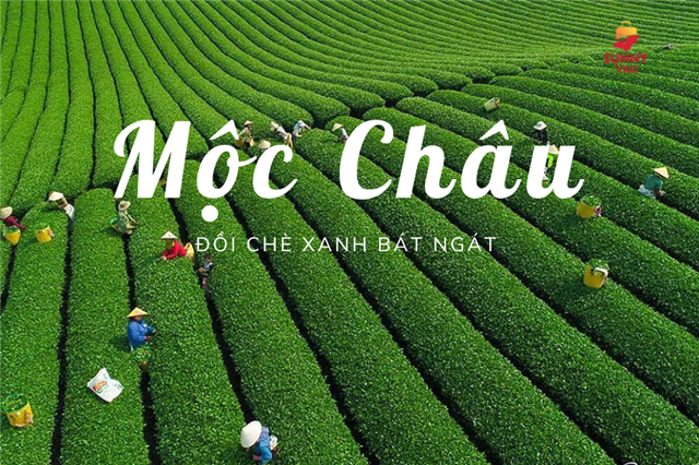 KHÁM PHÁ MỘC CHÂU - CẦU KÍNH BẠCH LONG (2 ngày 1 đêm) (khách sạn Mường Thanh 4 *)/ Phương tiện: ô tô / Khởi hành: thứ 7 hàng tuần