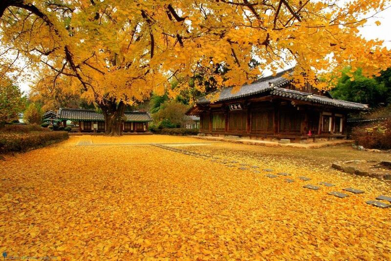 TOUR LÁ VÀNG: HÀ NỘI-SEOUL-NAMI–EVERLAND-HÁI TÁO BAY SÁNG VỀ SÁNG VNA