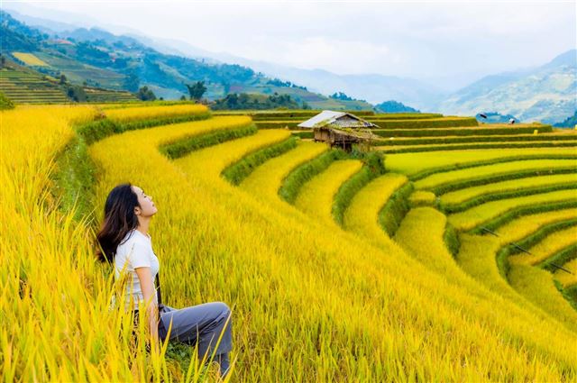 MÙ CANG CHẢI- ĐÈO KHAU PHẠ- TÚ LỆ 2N1D ( 1 ĐÊM KHÁCH SẠN)