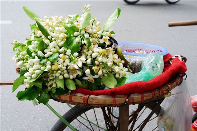 Nồng nàn Hương Bưởi tháng 3